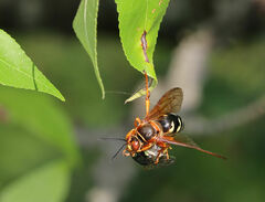 Sphecius speciosus
