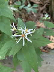 Eurybia
