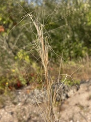 Aristida tuberculosa