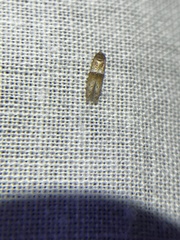 Pigritia