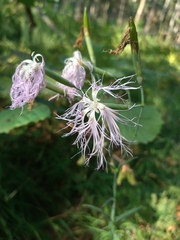 Dianthus superbus