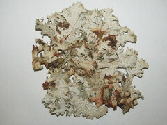 Lecanoromycetidae