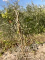 Aristida tuberculosa