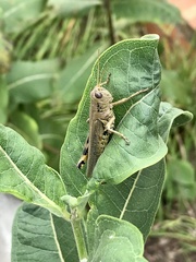 Melanoplus differentialis