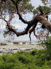 Arbutus menziesii