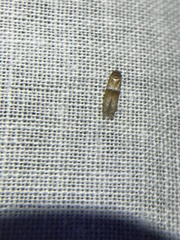 Pigritia