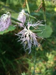 Dianthus superbus