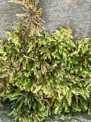 Pseudanomodon attenuatus