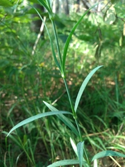 Dianthus superbus