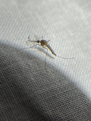 Culicinae