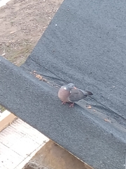 Columba palumbus