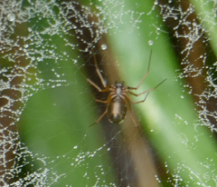 Frontinella pyramitela
