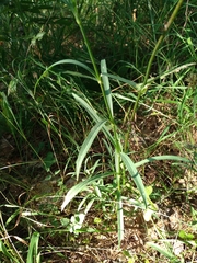 Dianthus superbus