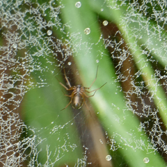 Frontinella pyramitela