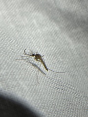 Culicinae