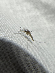 Culicinae
