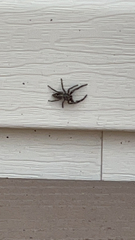 Platycryptus undatus