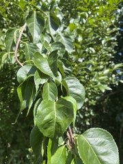 Celastrus scandens
