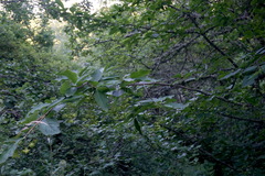 Euonymus latifolius