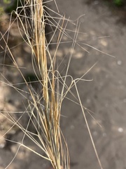 Aristida tuberculosa