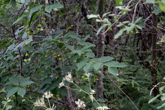 Euonymus latifolius