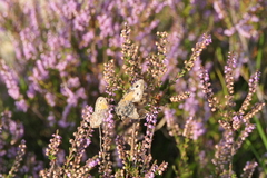 Hyponephele lycaon