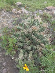 Cylindropuntia