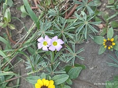 Oxalis latifolia