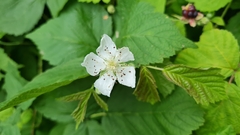 Rubus caesius