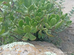 Pachysedum