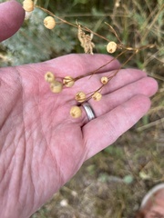 Linum lewisii