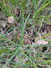 Conocybe tenera