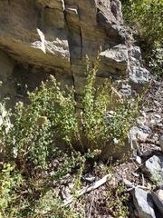Nepeta cataria