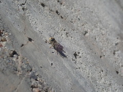 Megachile rotundata
