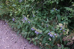 Salvia tomentosa