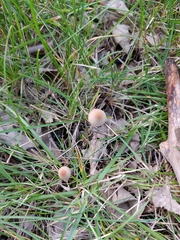 Conocybe tenera