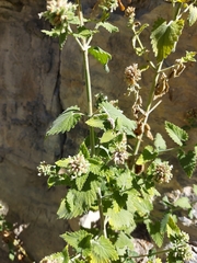 Nepeta cataria