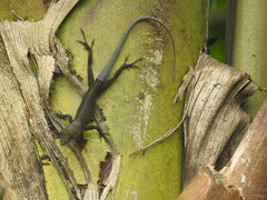 Anolis callainus