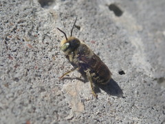 Megachile rotundata