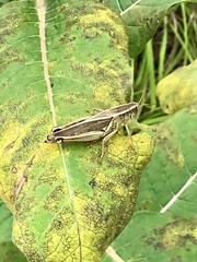 Melanoplus bivittatus