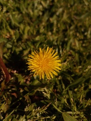 Taraxacum