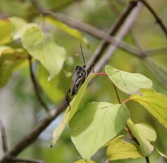 Acanthocephala terminalis
