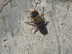 Megachile rotundata