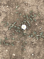 Convolvulus arvensis