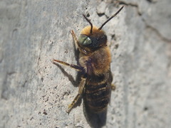 Megachile rotundata