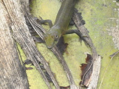 Anolis callainus