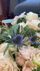Eryngium amethystinum