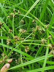 Scirpus