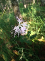 Dianthus superbus