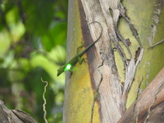 Anolis callainus